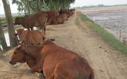 "Dị nhân" nuôi bò: Luyện bò không dám ăn lúa, mỗi năm lãi 600 triệu