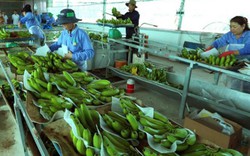 Có FTA, xuất khẩu rau quả sang Hàn Quốc vẫn gian nan