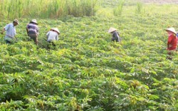 Bệnh khảm lá gây hại khắp nơi, Tây Ninh vẫn quyết duy trì trồng sắn