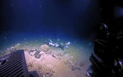 Video: Khoảnh khắc cá mập bị quái vật biển sâu nuốt trọn ở độ sâu 450m