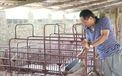 Giá heo hơi hôm nay 12/7: Miền Bắc vượt 40.000đ/kg, đừng vội tái đàn