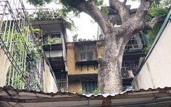 Cây "xuyên thủng" hàng chục nhà tại khu tập thể 60 năm tuổi của Hà Nội