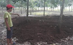 Chính quyền chôn heo chết gần trại nuôi heo, dân Bình Thuận kêu cứu