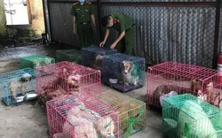 Lạng Sơn: Bắt 15 cá thể chó cảnh ngoại không rõ nguồn gốc