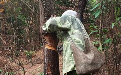 Vụ rừng thông bị "nhựa tặc" hoành hành: Tạm dừng khai thác