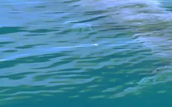 Chĩa camera xuống nước, hoảng hồn phát hiện cá mập khổng lồ dài 7 mét