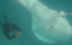 Video: Kinh ngạc khoảnh khắc cá đuối khổng lồ cầu xin thợ lặn giúp đỡ