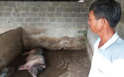 Dân nuôi lợn "hóa điên", cả làng buồn như có tang sau "bão" dịch tả