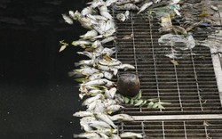 Sông Tô Lịch lại đen kịt, dày đặc cá chết sau xả 1 triệu m3 nước