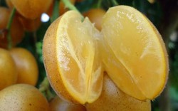 Quất hồng bì: Ở Việt Nam chỉ là quả dại, sang TQ hóa 'trái cây vàng'