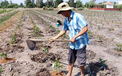 Long An: Nông dân thuê đất trồng mai lo vỡ nợ vì bị thu hồi đất