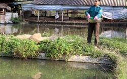 Yên Bái: Nhà nông trồng quế, nuôi cá, vươn lên làm giàu