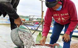 Độc đáo nghề đánh bắt loài cá cơm trắng như bông trên hồ Trị An