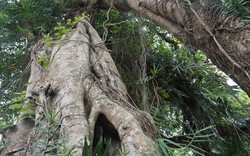 Tận mắt chiêm ngưỡng độ “khủng” của cây sanh hơn 800 năm tuổi trong phim Ma làng