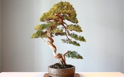 Tại sao cây cảnh bonsai lại có giá trên trời?