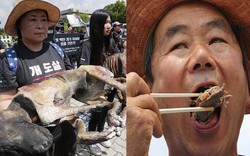 Hàn Quốc: Một bên biểu tình phản đối ăn thịt chó, một bên đánh chén ngon lành trêu tức
