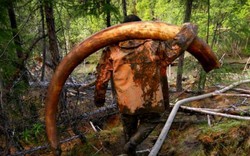 Nga lên cơn sốt săn ngà voi ma mút triệu USD để bán cho người Trung Quốc