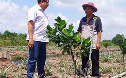Bất ổn số phận cây mít Thái và điệp khúc trồng - chặt theo thời giá