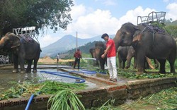 Xác minh thông tin động vật bị ngược đãi tại KDL thác Prenn Đà Lạt