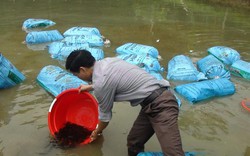Trung ương Hội NDVN hỗ trợ nông dân Yên Bái 11.000 con cá giống