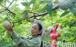 Mùa thu hoạch na dai ngon nhất Lục Nam, quả đẹp giá 50.000 đồng/kg