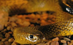 5 loài rắn có nọc độc mạnh nhất thế giới tự nhiên