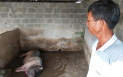 Ninh Bình: Từ tỷ phú giàu nhất huyện thành con nợ vì dịch tả lợn