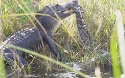 Cận cảnh quyết chiến giữa trăn Miến Điện và cá sấu khổng lồ