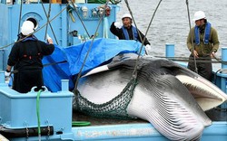 Quốc gia lần đầu tiên không đi săn cá voi sau 17 năm