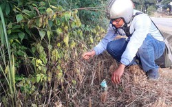 Kon Tum: Phát hiện thêm quốc lộ 14 bị phun thuốc diệt cỏ           