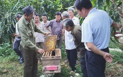 Nuôi ong lấy mật, dân Hoà An làm chơi chơi cũng có trăm triệu