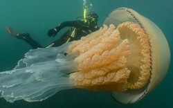 Nữ thợ lặn bắt gặp sứa khổng lồ khi đang thám hiểm ngoài khơi
