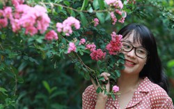Ảnh: Khu vườn 100 gốc hoa tường vi đẹp lung linh ở Hà Nội