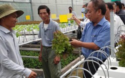 Phát triển trồng rau công nghệ cao: Yếu khâu quy hoạch, tiêu thụ