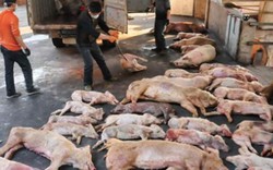 TT-Huế: Mỗi ngày có 1.300 con lợn chết vì dịch tả, giá xuống thấp