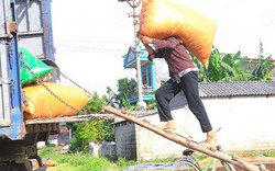 Giá hồi cao chót vót, sáng lên rừng hái chiều về đã có tiền triệu