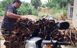 Tin vui Lào Cai: Vỏ quế tăng giá, bán cả cành lá thu vài trăm triệu