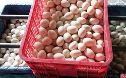Hà Tĩnh: Trứng gia cầm tăng giá, gà đẻ bao nhiêu thương lái mua hết