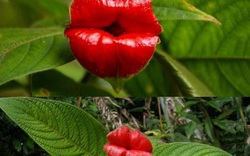 Độc-Lạ: Hoa đôi môi gái gọi, hoa khỏa thân ngắm là ngất ngây