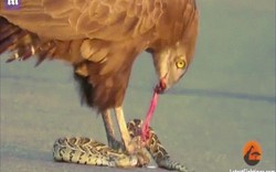 Khoảnh khắc đại bàng ăn sống rắn kịch độc, khiến con mồi đau đớn tột cùng
