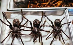 Rùng mình đặc sản bọ cạp, nhện khổng lồ chiên giòn ở Thái Lan