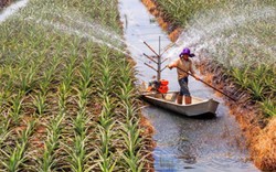 Cây dứa - tiềm năng mới ở Tây Ninh có thể đạt 25 tấn/ha