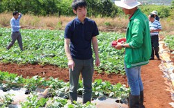 Tin vui: Sản xuất thành công hạt giống dưa hấu xuất sang Nhật