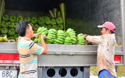 Kiên Giang: Choáng với lão nông bỏ tiền tỷ sắm ô tô chở chuối đi bán