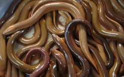 An Giang: Hồ hởi với nuôi lươn không bùn công nghệ...dày đặc