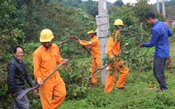 PC Đắk Nông: Nhiều giải pháp đảm bảo an toàn hành lang lưới điện