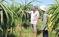 Làm giàu khác người: “Cổ phần" với nông dân trồng thanh long