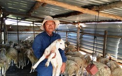 Tỷ phú du mục chăn cừu trên vùng thảo nguyên khô hạn Ninh Thuận