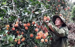 Ngắm vườn chôm chôm cho hàng chục tấn quả, thu bạc tỷ ở Gia Lai