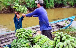 Kiên Giang: Cây chuối khai phá đất phèn, dân ở đây khá giàu